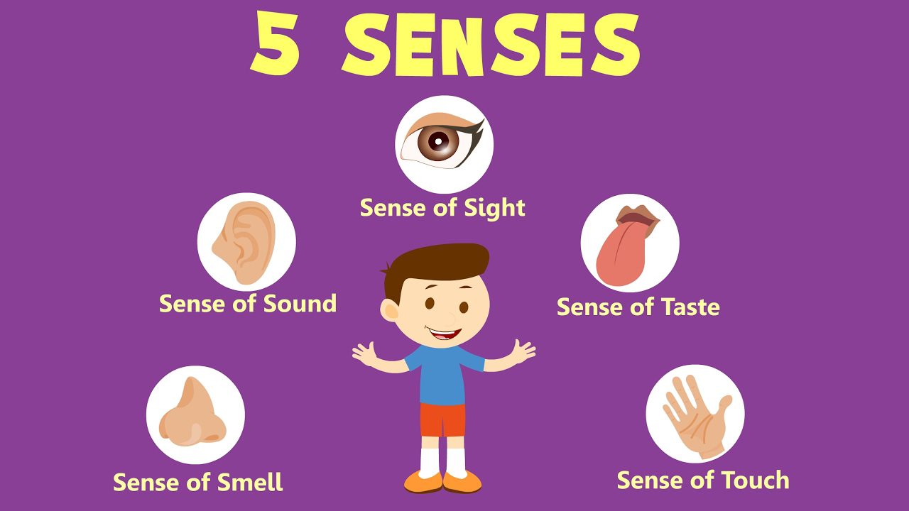 Learning About our Five Senses for preschoolers