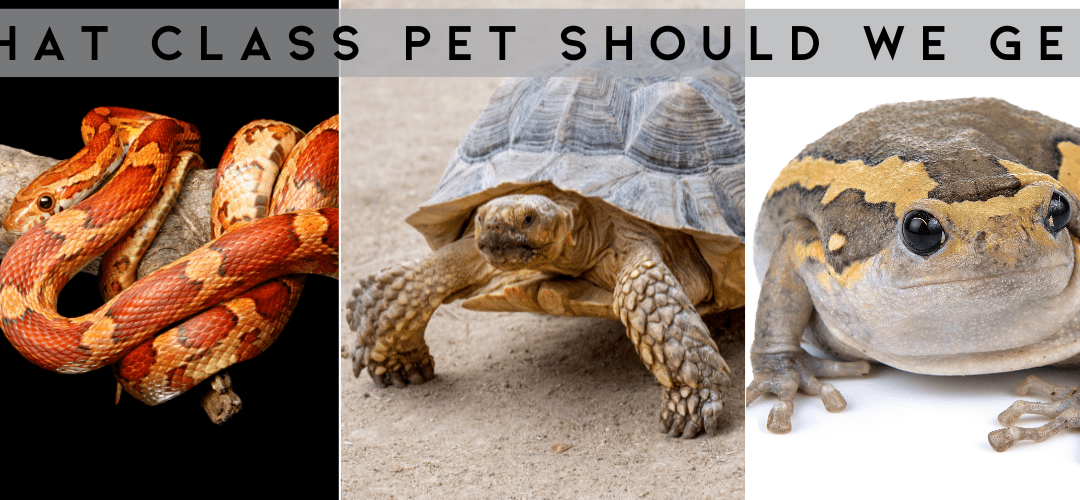 Our Middle School Students Want YOU to Choose Our Next Class Pet