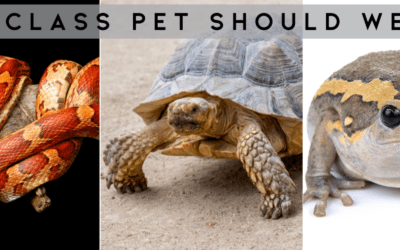 Our Middle School Students Want YOU to Choose Our Next Class Pet