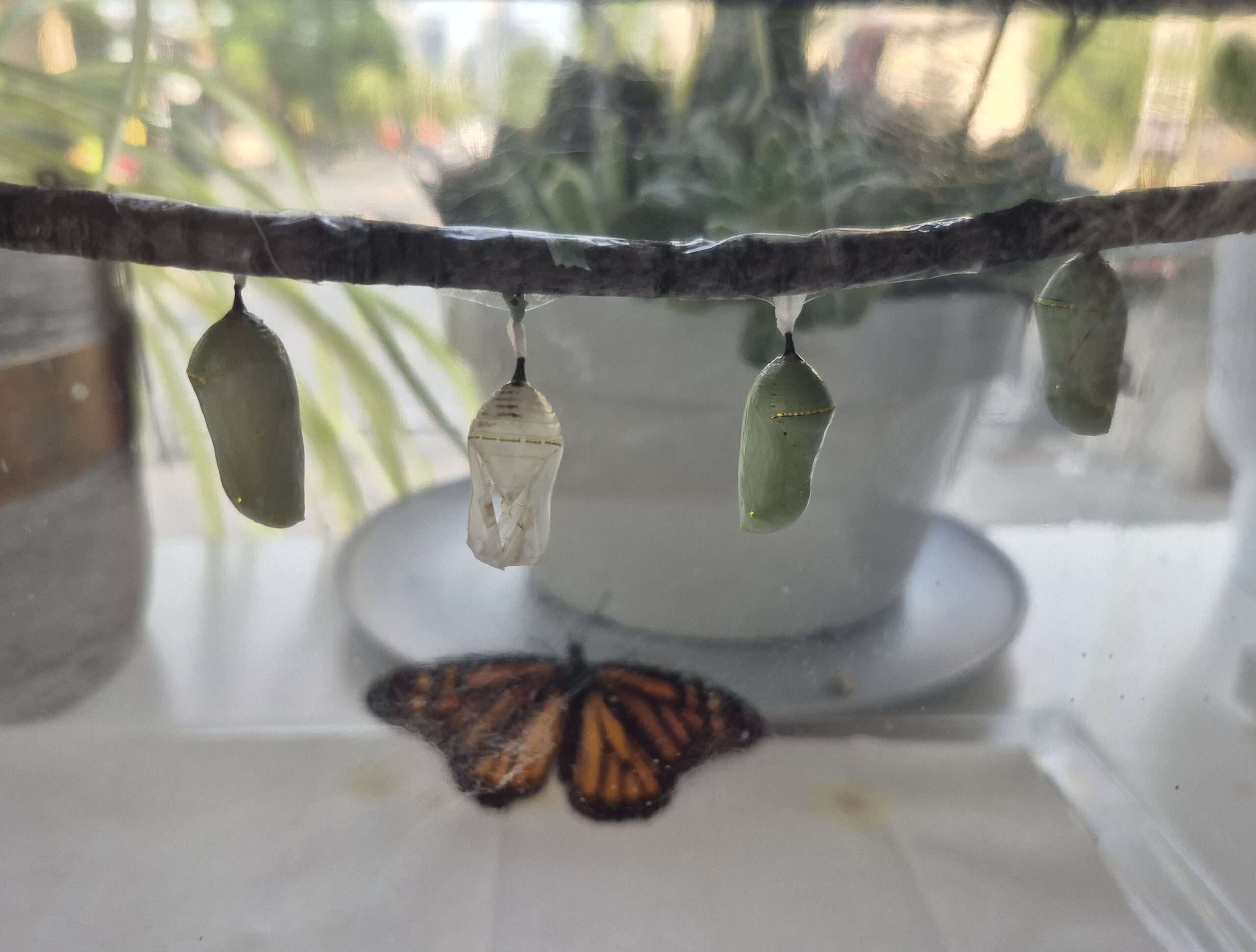 Butterflies