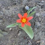 Orange flower with green leaves and a yellow center in dry, rocky soil